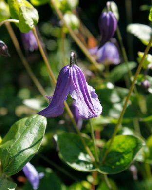 Tarhakellokärhö Arabella