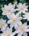 Loistokärhö Wada´s Primrose 2 litran astiataimi