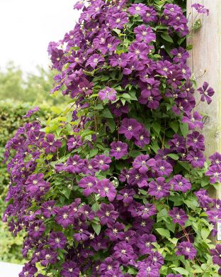 Tarhaviinikärhö Etoile Violette 2 litran astiataimi