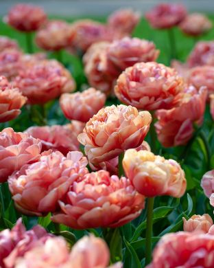 Kerrattu tulppaani Copper Image 10 kpl