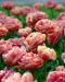 Kerrattu tulppaani Copper Image 10 kpl