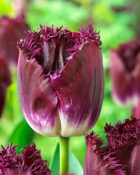 Ripsureunatulppaani Purple Crystal 10
