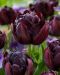 Kerrattu tulppaani Black Hero 7 kpl