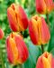 Darwintulppaani Oxford´s Elite 10 kpl
