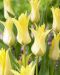 Liljatulppaani Florijn Chic 10 kpl
