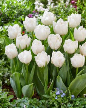 Kerrattu tulppaani White Heart 10 kpl