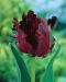 Papukaijatulppaani Black Parrot 10 kpl