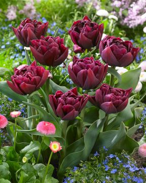 Kerrattu tulppaani Alison Bradley 10 kpl