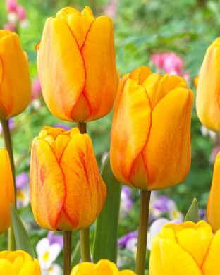 Darwintulppaani Blushing Apeldoorn 20 kpl