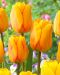 Darwintulppaani Blushing Apeldoorn 20 kpl