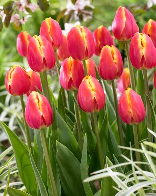 Tulppaani Royal van der Mark 20 kpl