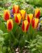 Lummetulppaani Stresa 10 kpl