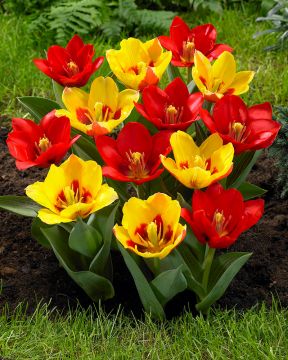 Lummetulppaani mix 20 kpl