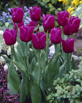 Tulppaani Passionale 10 kpl