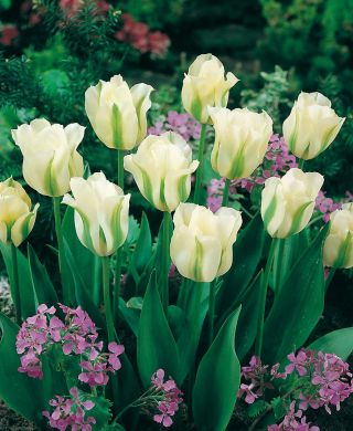 Vihreäraitatulppaani Spring Green 10 kpl