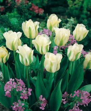 Vihreäraitatulppaani Spring Green 10 kpl
