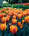 Tulppaani Princess Irene 10 kpl