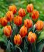Tulppaani Princess Irene 10 kpl