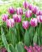 Tulppaani Flaming Flag 10 kpl