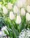 Darwintulppaani Hakuun 10 kpl