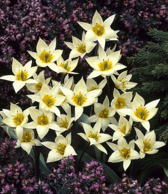 Kääpiötulppaani 15 kpl