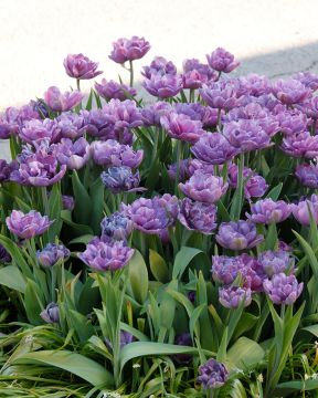Kerrattu tulppaani Blue Diamond 10 kpl