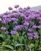 Kerrattu tulppaani Blue Diamond 10 kpl