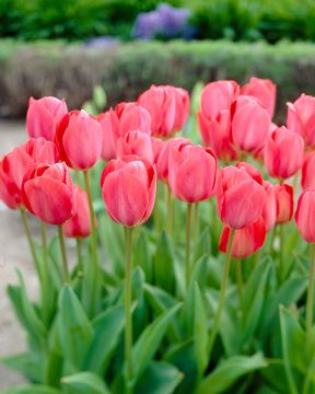 Darwintulppaani Van Eijk 40 kpl