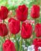 Tulppaani Ile de France 10 kpl