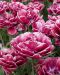 Kerrattu tulppaani Dream Touch 10 kpl