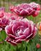 Kerrattu tulppaani Dream Touch 10 kpl