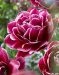 Kerrattu tulppaani Dream Touch 10 kpl