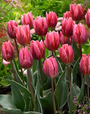 Tulppaani Pretty Princess 10 kpl
