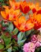 Lummetulppaani Early Harvest 10 kpl