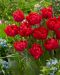 Kerrattu tulppaani First Price 10 kpl