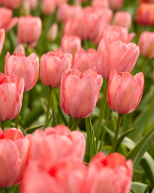 Darwintulppaani Apricot Impression 10 kpl