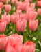 Darwintulppaani Apricot Impression 10 kpl
