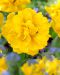 Kerrattu tulppaani Yellow Pompenette 10 kpl