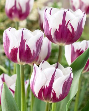Tulppaani Rem's Favourite 10 kpl