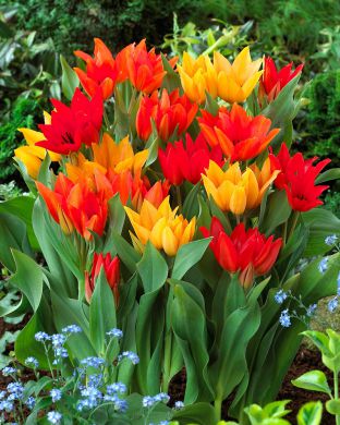 Terttutulppaani mix 45 kpl