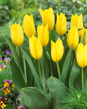 Tulppaani Bolroyal Honey 10 kpl