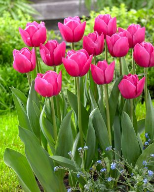 Tulppaani Colorado 10 kpl
