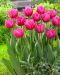 Tulppaani Colorado 10 kpl
