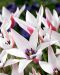 Italiantulppaani Peppermintstick 15 kpl
