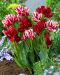 Tulppaani Club mix 20 kpl