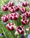 Tulppaani Fontainebleau 10 kpl