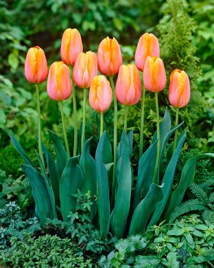 Tulppaani Sunrise Dynasty 10 kpl