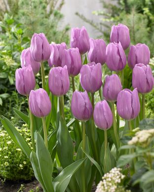 Tulppaani Alibi 10 kpl