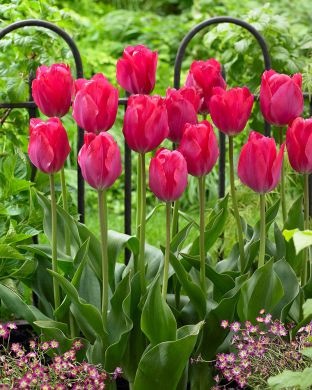 Darwintulppaani Lady van Eijk 15 kpl