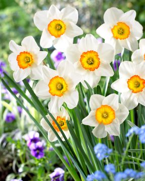 Tähtinarsissi Flower Record 10 kpl